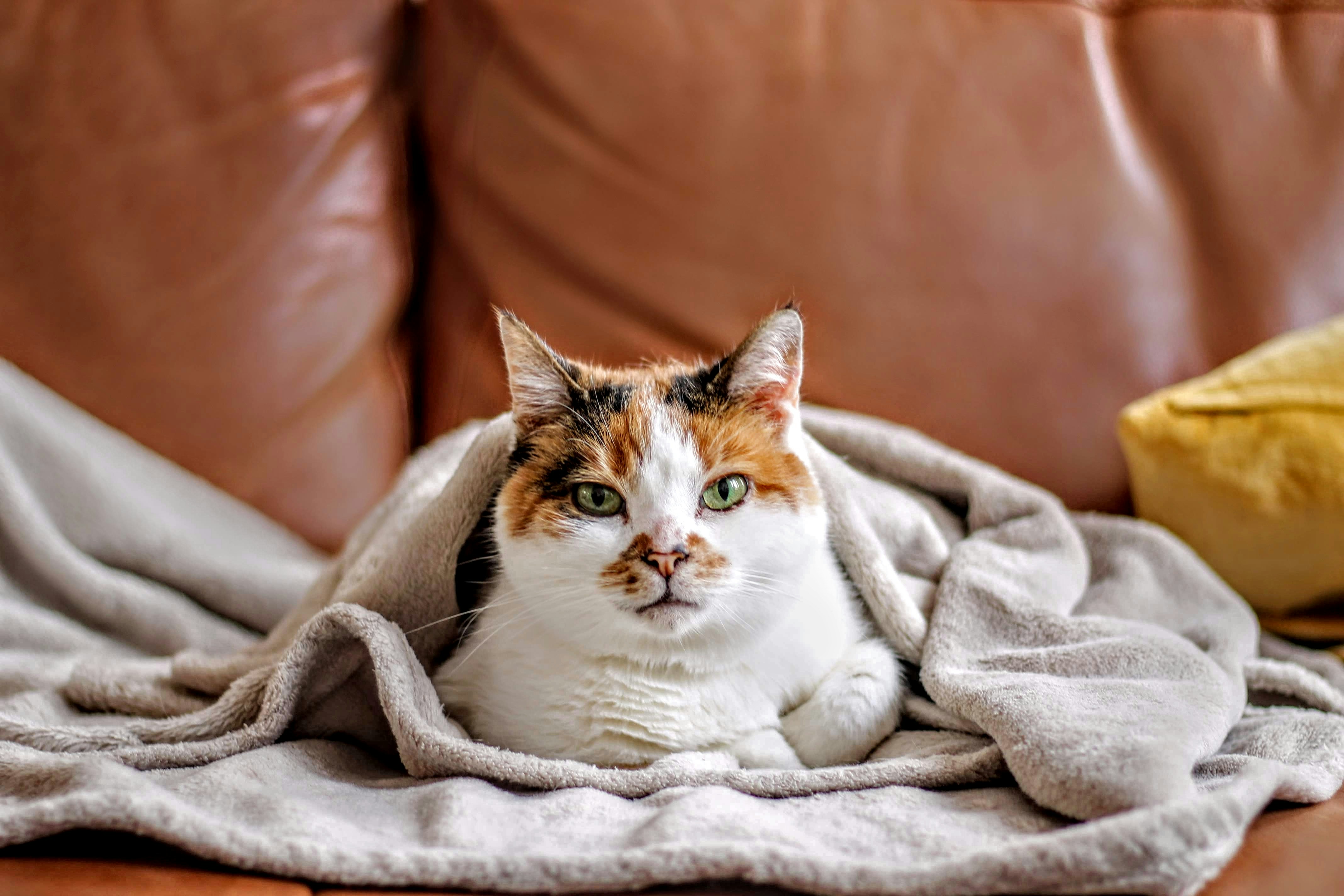 Cat relaxing on a couch